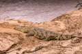 Hippopotamus amphibius walking in Mara river at the Maasai Mara National Park Game Reserve Naron County Royalty Free Stock Photo