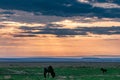 Wildebeest Grazing Warthog On The Look Sunrise In The Maasai Mara National Reserve Park Narok County Kenya East Africa