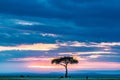 Gazelles Antelopes sunset grazing Savannah Grassland In The Maasai Mara National Game Reserve Park Rift valley Narok County Kenya