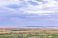 Zebras Grazing On Savannah Grassland In The Maasai Mara National Game Reserve Park Rift valley Narok County Kenya East Africa Royalty Free Stock Photo