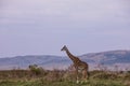 Maasai Giraffe On The Lookout On Savannah Grassland Near The Rough Road In The Maasai Mara National Game Reserve Park Rift valley Royalty Free Stock Photo