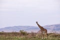 Maasai Giraffe On The Lookout On Savannah Grassland Near The Rough Road In The Maasai Mara National Game Reserve Park Rift valley Royalty Free Stock Photo