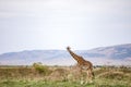 Maasai Giraffe On The Lookout On Savannah Grassland Near The Rough Road In The Maasai Mara National Game Reserve Park Rift valley Royalty Free Stock Photo