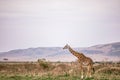 Maasai Giraffe On The Lookout On Savannah Grassland Near The Rough Road In The Maasai Mara National Game Reserve Park Rift valley Royalty Free Stock Photo