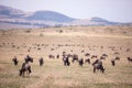 Wildebeest group grazing on the Savannah Grassland In The Maasai Mara National Game Reserve Park Rift valley Narok County Kenya Ea