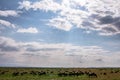 Wildebeests group grazing and strolling black and white on the Savannah Grassland In The Maasai Mara National Game Reserve Park Ri