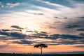 Wildlife animals grazing under Lone sunset Trees Rough Roads Savannah grasslands of the Maasai Mara National Game Reserve park rif