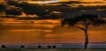 Magical Lone Trees Sunset Gazelle Antelope grazing grassland savannah in the Maasai Mara National Game Reserve park rift valley Na Royalty Free Stock Photo