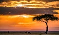 Magical Lone Trees Sunset Gazelle Antelope grazing grassland savannah in the Maasai Mara National Game Reserve park rift valley Na Royalty Free Stock Photo