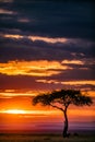 Antony Trivet Magical Lone Trees Sunset Gazelle Antelope grazing grassland savannah in the Maasai Mara NationMara National Reserve Royalty Free Stock Photo