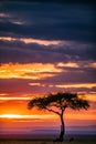 Magical Lone Trees Sunset Gazelle Antelope grazing grassland savannah in the Maasai Mara National Game Reserve park rift valley Na Royalty Free Stock Photo