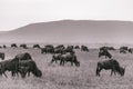 Wildebeest wildlife animals grazing in the savannah grassland in the Maasai Mara National Game Reserve Narok County Riftvalley Ken