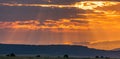 Morning sunrise panoramic overview of the Wildebeest wildlife animal grazing the savannah grassland in the Maasai Mara National Ga