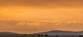 Wildebeest wildlife animals grazing the savannah grassland during sunrise in the Maasai Mara National Game Reserve Narok County Ri