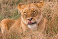 Lioness licking the tongue wide open In the savannah grassland of the Maasai Mara national game reserve park rift valley Narok Cou