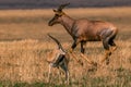 Topi Antelope Running against Thomson-gazelle, On The Savannah In Maasai Mara national game reserve park in Narok County