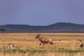 Topi Antelope Running against Thomson-gazelle, On The Savannah In Maasai Mara national game reserve park in Narok County