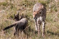 Cheetah And Cub scaring in the Greenland savannah on the lookout in the Maasai Mara National Game Reserve Park Riftvalley Narok Co Royalty Free Stock Photo