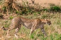 Cheetah walking strongly in the Greenland savannah on the lookout in the Maasai Mara National Game Reserve Park Riftvalley Narok C Royalty Free Stock Photo