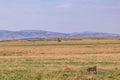 Cheetah in the Greenland savannah on the lookout in the Maasai Mara National Game Reserve Park Riftvalley Narok County Kenya East Royalty Free Stock Photo