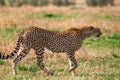 Cheetah walking majestically in the Greenland savannah on the lookout in the Maasai Mara National Game Reserve Park Riftvalley Nar Royalty Free Stock Photo