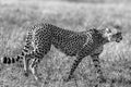 Cheetah walking majestically in the Greenland savannah on the lookout in the Maasai Mara National Game Reserve Park Riftvalley Nar Royalty Free Stock Photo