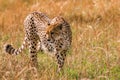 Cheetah Strolling in the Greenland savannah on the lookout in the Maasai Mara National Game Reserve Park Riftvalley Narok County K Royalty Free Stock Photo