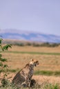 Cheetah and cubs yawning in the Greenland savannah on the lookout in the Maasai Mara National Game Reserve Park Riftvalley Narok C Royalty Free Stock Photo