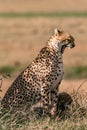 Cheetah and cubs yawning in the Greenland savannah on the lookout in the Maasai Mara National Game Reserve Park Riftvalley Narok C Royalty Free Stock Photo