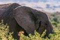 African Elephant eye side view Portrait In The Bush at the Maasai Mara National Game Reserve park rift valley Narok county Kenya E Royalty Free Stock Photo