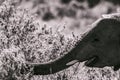 African Elephant eye side view Portrait In The Bush at the Maasai Mara National Game Reserve park rift valley Narok county Kenya E Royalty Free Stock Photo