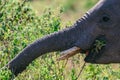 African Elephant eye side view Portrait In The Bush at the Maasai Mara National Game Reserve park rift valley Narok county Kenya E Royalty Free Stock Photo