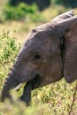 African Elephant eye side view Portrait In The Bush at the Maasai Mara National Game Reserve park rift valley Narok county Kenya E Royalty Free Stock Photo