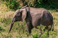 African Elephant eye side view Portrait In The Bush at the Maasai Mara National Game Reserve park rift valley Narok county Kenya E Royalty Free Stock Photo