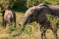 African Elephant eye side view Portrait In The Bush at the Maasai Mara National Game Reserve park rift valley Narok county Kenya E Royalty Free Stock Photo