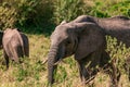 African Elephant eye side view Portrait In The Bush at the Maasai Mara National Game Reserve park rift valley Narok county Kenya E Royalty Free Stock Photo