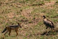 Jackal walks past Vulture Nature Clean Up at the Maasai Mara National Game Reserve park rift valley Narok county east Africa