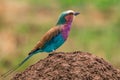 The lilac-breasted roller is an African bird of the roller family, Coraciidae. It is widely distributed in sub-Saharan Africa, and