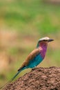 The lilac-breasted roller is an African bird of the roller family, Coraciidae. It is widely distributed in sub-Saharan Africa, and