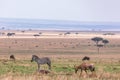 Zebra Topi Antelope And Wildebeest Grazing Serengeti In Tanzania Border Masai Mara Triangle National Game Reserve And Conservation Royalty Free Stock Photo