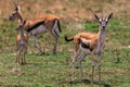 Thomson`s gazelle On the Lookout In The Maasai Mara Triangle National Game Reserve And Conservation Areas Exploring Africa Safari Royalty Free Stock Photo