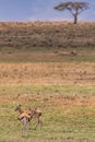 Thomson`s gazelle On the Lookout In The Maasai Mara Triangle National Game Reserve And Conservation Areas Exploring Africa Safari Royalty Free Stock Photo