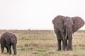 Elephants Walking Grazing savannah Greenland grassland in the Maasai Mara Triangle National Game Reserve Park And Conservation Are Royalty Free Stock Photo