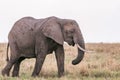 Elephants Walking Grazing savannah Greenland grassland in the Maasai Mara Triangle National Game Reserve Park And Conservation Are Royalty Free Stock Photo