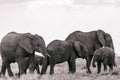 Elephants Walking Grazing savannah Greenland grassland in the Maasai Mara Triangle National Game Reserve Park And Conservation Are Royalty Free Stock Photo