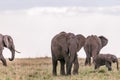 Elephants Walking Grazing savannah Greenland grassland in the Maasai Mara Triangle National Game Reserve Park And Conservation Are Royalty Free Stock Photo