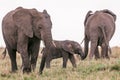Elephants Walking Grazing savannah Greenland grassland in the Maasai Mara Triangle National Game Reserve Park And Conservation Are Royalty Free Stock Photo