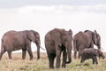 Elephants Walking Grazing savannah Greenland grassland in the Maasai Mara Triangle National Game Reserve Park And Conservation Are Royalty Free Stock Photo