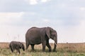 Elephants Walking Grazing savannah Greenland grassland in the Maasai Mara Triangle National Game Reserve Park And Conservation Are Royalty Free Stock Photo