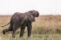 Elephants Walking Grazing savannah Greenland grassland in the Maasai Mara Triangle National Game Reserve Park And Conservation Are Royalty Free Stock Photo